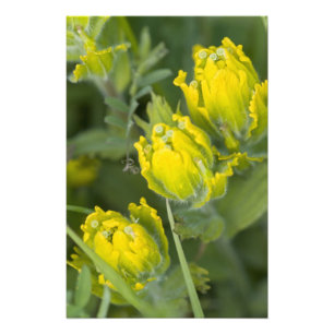 Foto Ouro indiano Paintbrush Castilleja