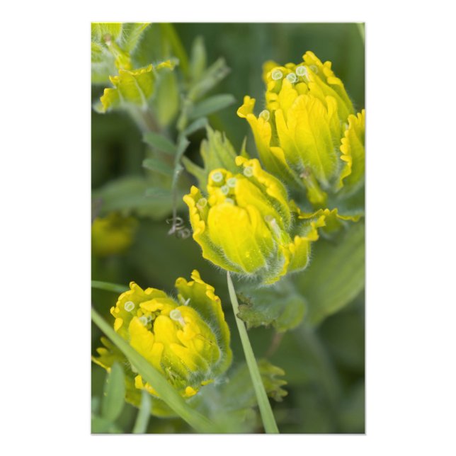 Foto Ouro índio Paintbrush Castilleja (Frente)