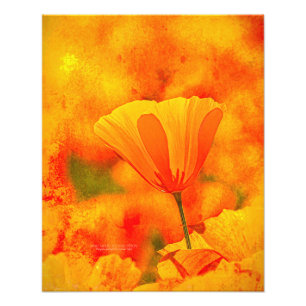 Foto Ouro Orange California Poppy "Land Of Orange"