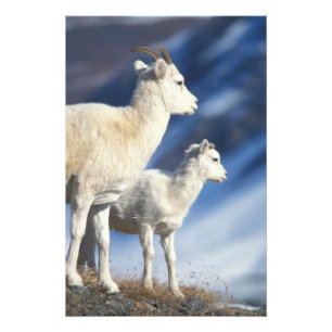 Foto ovelhas dall, Ovis dalli, ovelha e cordeiro