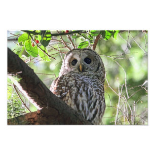 Foto Owl Photo