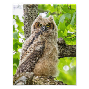 Foto Owlet