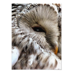 FOTO OWLS