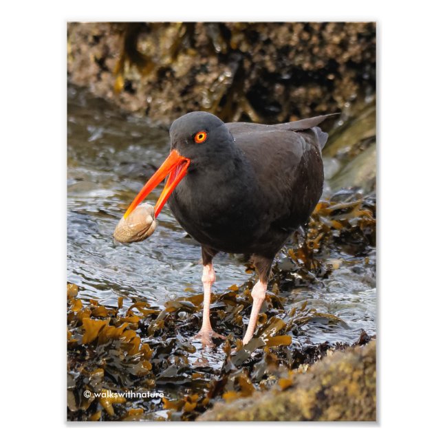Foto Oystercatcher Negro impressionante com Clam (Frente)