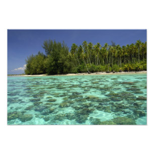 Foto Pacífico Sul, Polinésia Francesa, Moorea 3