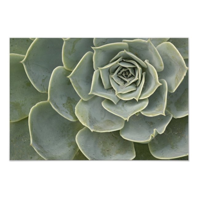 Foto Padrão de cactus (Frente)