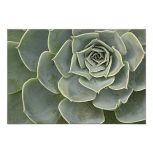 Foto Padrão de cactus