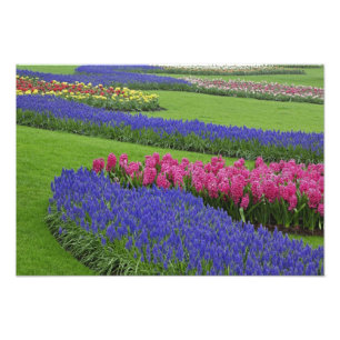 Foto Padrão de Jacinto-de-musgo, tulipas, e