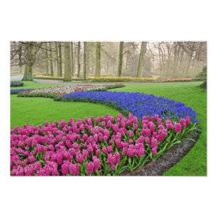 Foto Padrão de Jacinto-de-uva, tulipas e 2