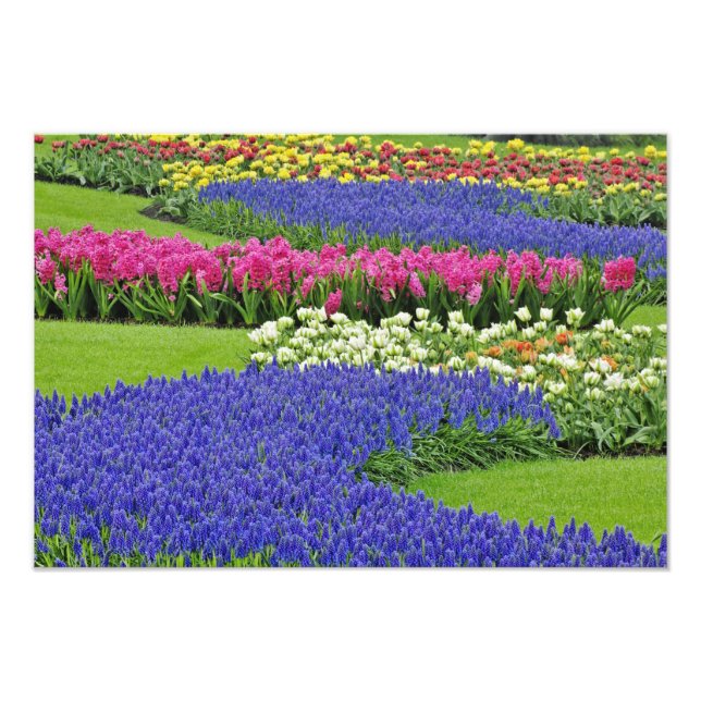Foto Padrão de Jacinto-de-uva, tulipas e 3 (Frente)