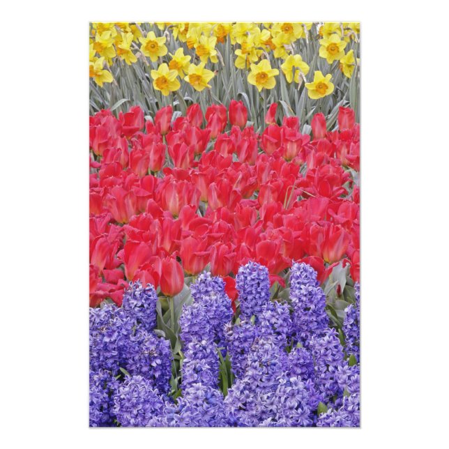 Foto Padrão de jacinto, tulipas e narcisos, (Frente)