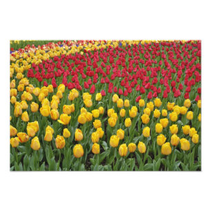 Foto Padrão de jardim de tulipas, Jardins Keukenhof, 2