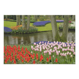 Foto Padrão de tulipas e flores de hyacinth de uva,