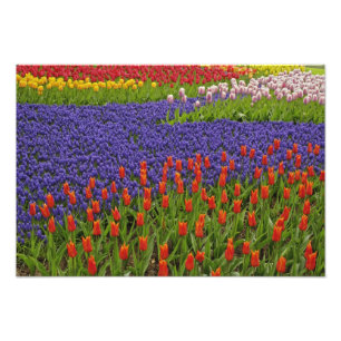 Foto Padrão de tulipas e flores de jacinto de uva, 2