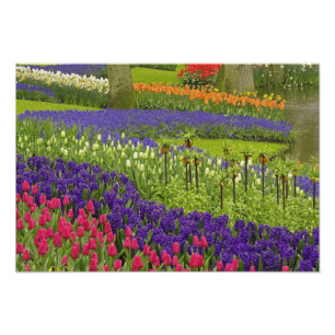 Foto Padrão de tulipas jacintos, e jacintos-de-uva