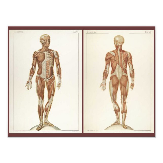 Foto Páginas do Livro de Anatomia Vintage (Frente)