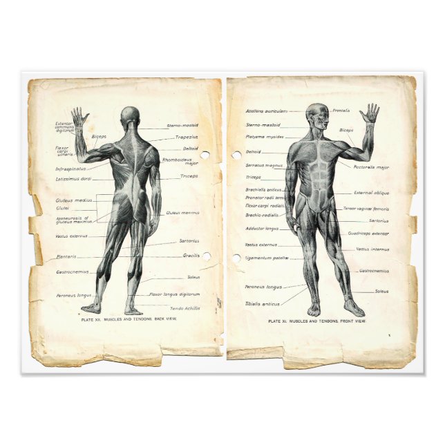 Foto Páginas do Livro de Anatomia Vintage (Frente)