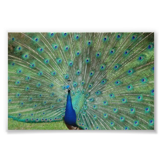 Foto Paignton Peacock (Frente)