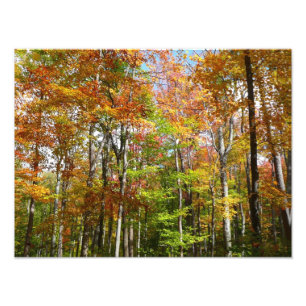 Foto Paisagem de outono de Floresta II