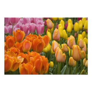 Foto Países Baixos (também conhecido por Holland), Li