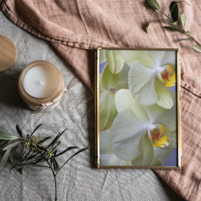 Foto Pale Yellow Phalaenopsis Orchids Floral (In Situ Framed)