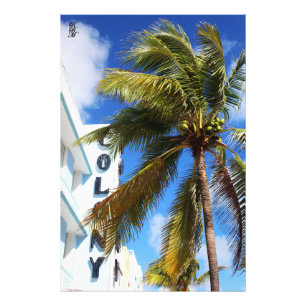 Foto Palm Tree on Miami Beach
