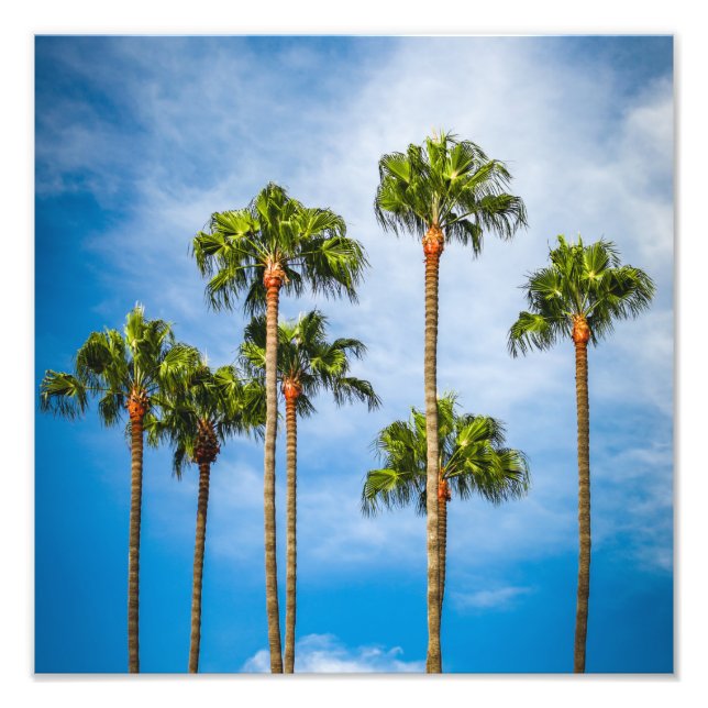 Foto Palm Trees em San Diego, Califórnia (Frente)