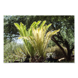 Foto Palmas retroiluminadas