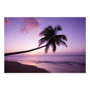 Foto Palmeira solitária ao pôr do sol, praia de Coconut