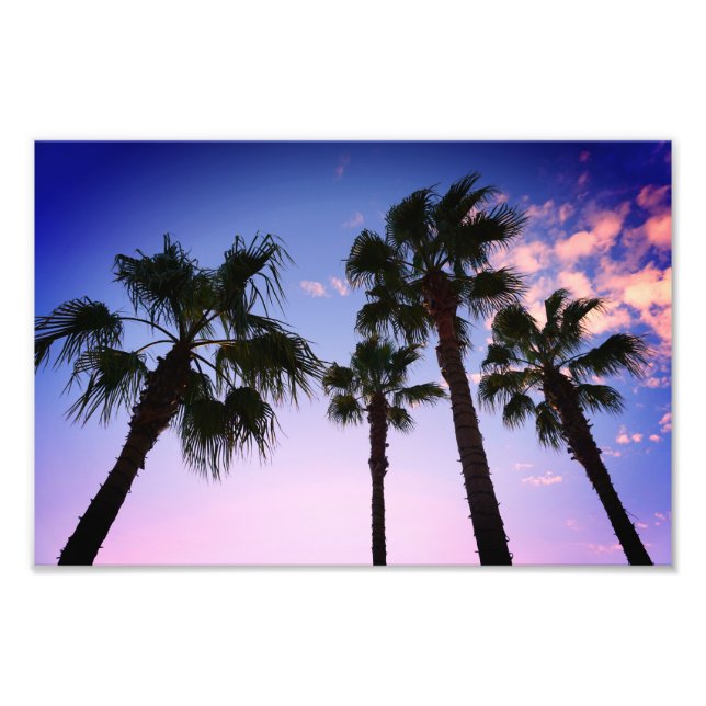 Foto Palmeiras balançando no Natal em Destin na Flórida (Frente)