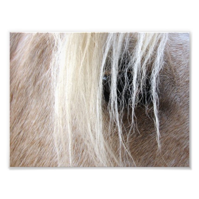 Foto Palomino (Frente)