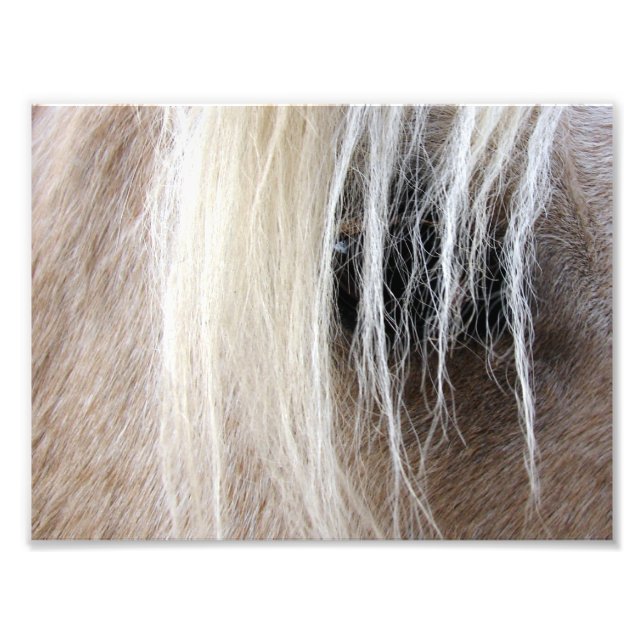 Foto Palomino (Frente)