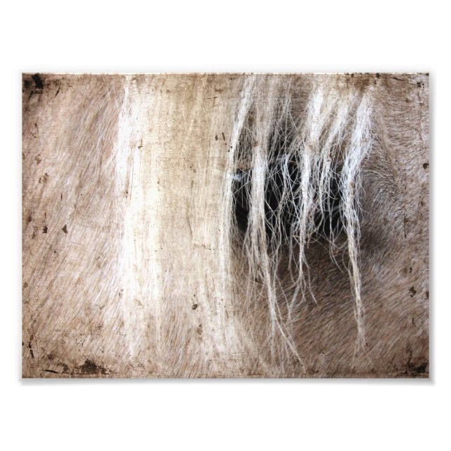 Foto Palomino Grunge (Frente)