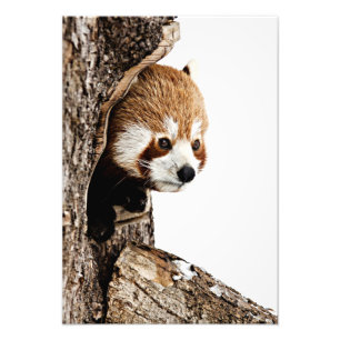 Foto Panda Vermelha Peek-a-Boo
