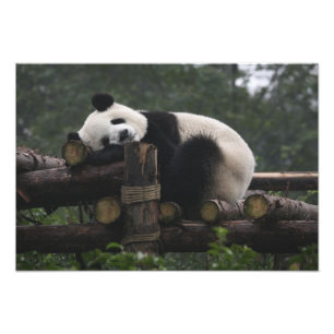 Foto Pandas gigantes na Proteção de Pandas Gigantes