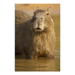 Foto Pantanal, Brasil, Capybara, Hidrochoerus