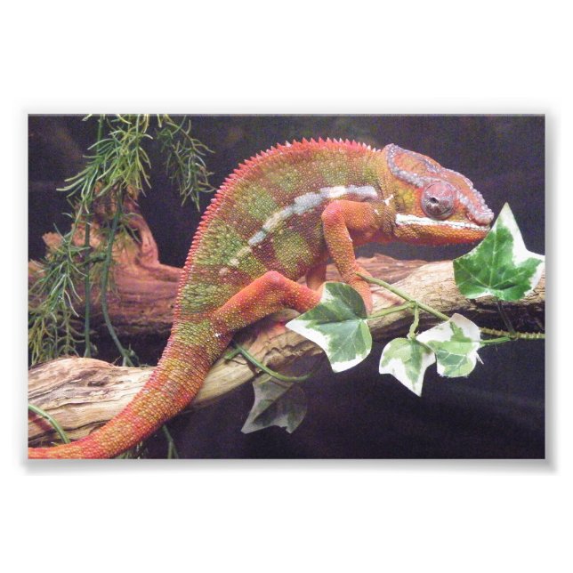 Foto Panther Chameleon (Frente)