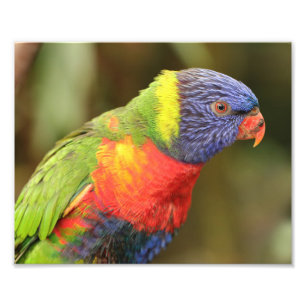 Foto Papagaio Bonito e Colorido