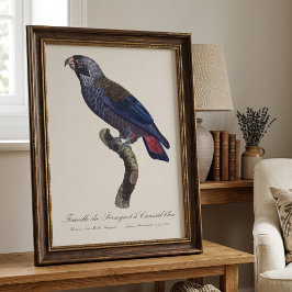 Foto Papagaio-cinza, Pionus fuscus
