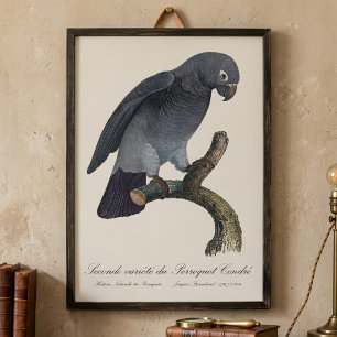 Foto Papagaio-Cinzento-de-Timneh, Psittacus Timneh
