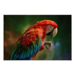 Foto Papagaio Colorido