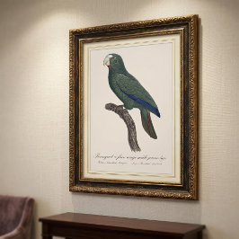 Foto Papagaio-cubano juvenil, Amazona leucocephala