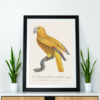 Foto Papagaio do Paraíso de Cuba, Psittacus Paradisi