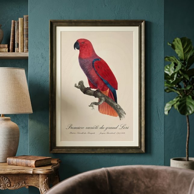 Foto Papagaio Eclectus de Vosmaer, Eclectus Roratus Vos (Vosmaer Eclectus Parrot, Eclectus Roratus Vosmaeri. Photo Print)