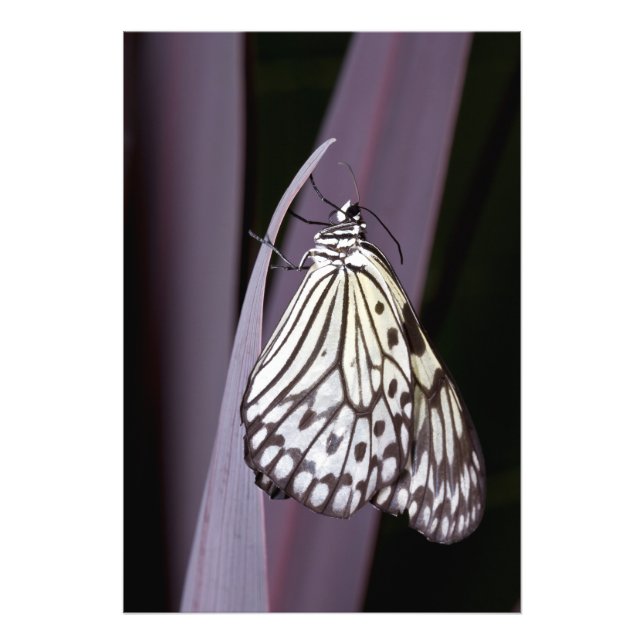 Foto Papagaio em agave roxa (Frente)