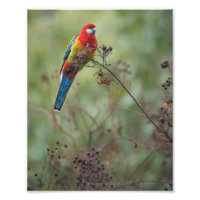 Papagaio Rosella Oriental - impressão de fotografi