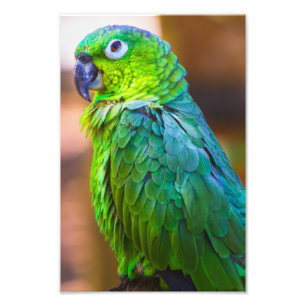 Foto Papagaio verde