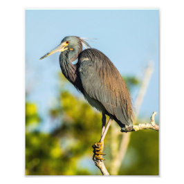 Foto Papel Fotográfico do Bird Perfect 8 x 10 Kodak Pro