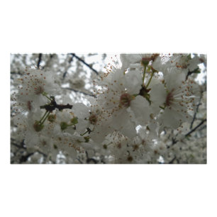 Foto Papel Fotográfico profissional de Plum Flower Kod