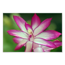 Papel fotográfico profissional (Satin) de 7" x 5"